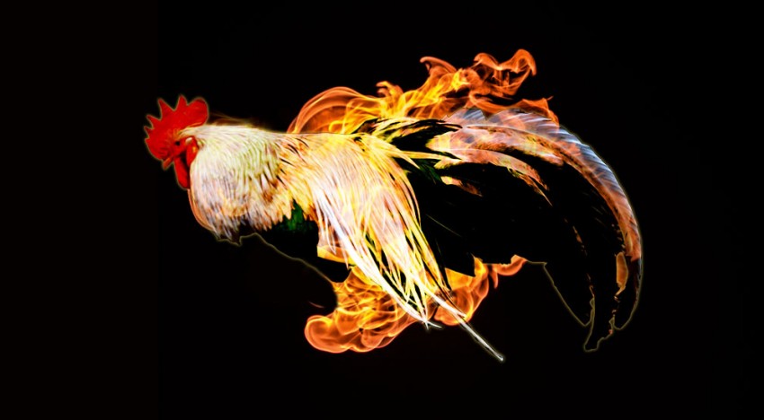 Rooster on Fire!