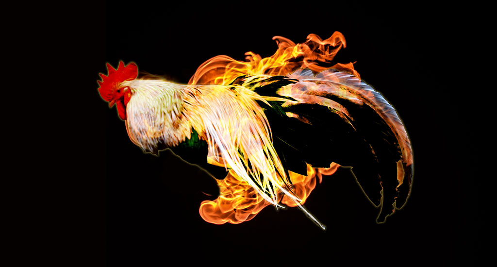 Rooster on Fire!